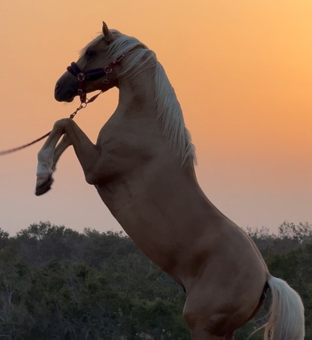 Balades à cheval